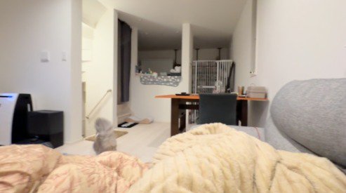 玄関の方へ歩いて行く猫