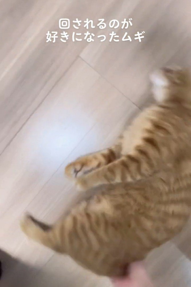 床で回される猫