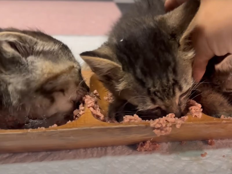 ご飯を食べる子猫