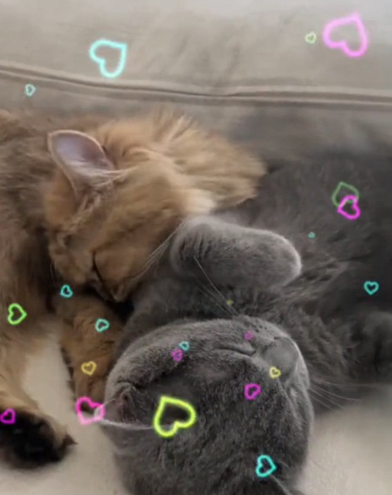 ラブラブな2匹の猫