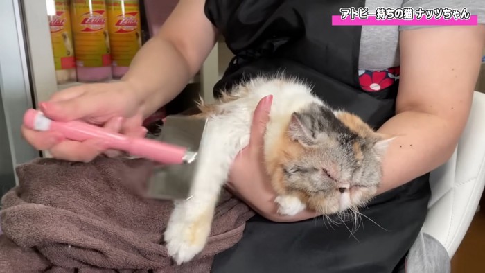ブラッシングされる猫