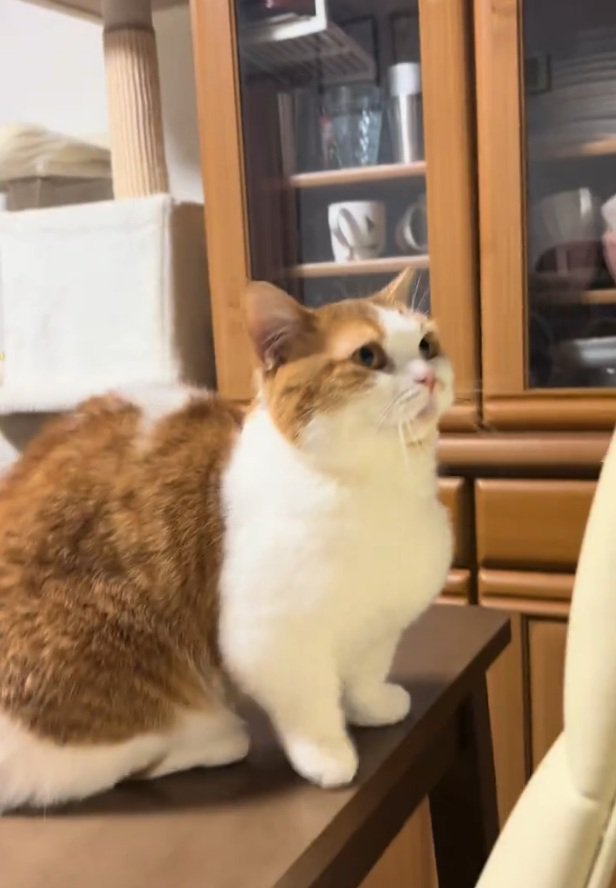 飼い主さんを待つおみそちゃん