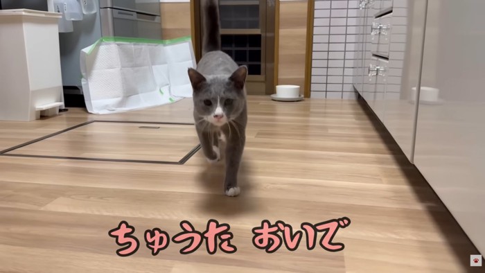 テロップ「ちゅうた おいで」