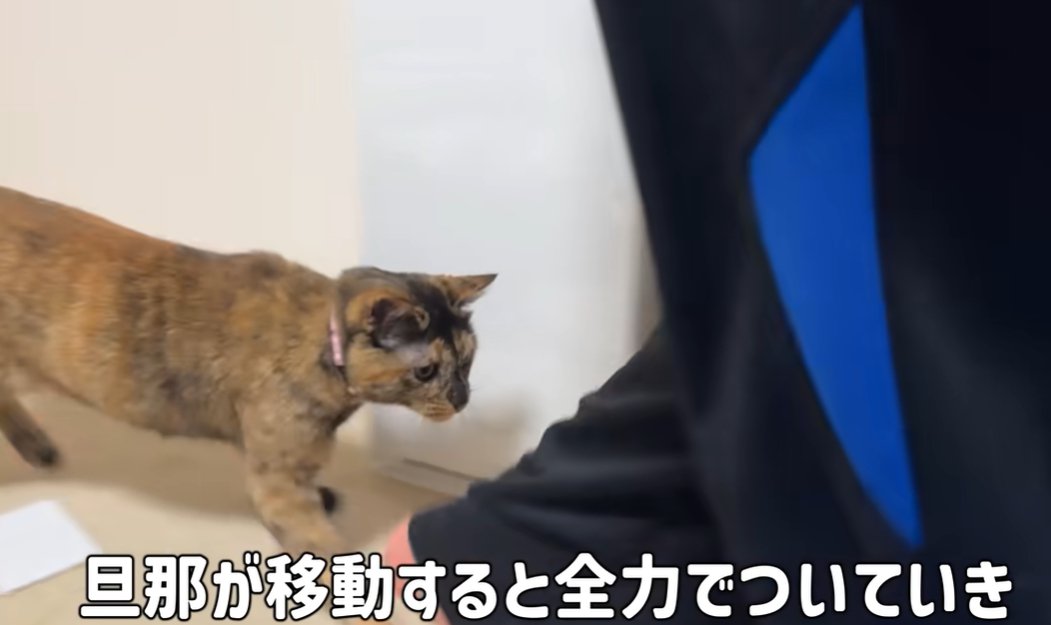 人の足に近寄ろうとする猫「旦那が移動すると全力でついてきます」