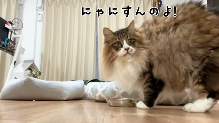 こちらを見る猫