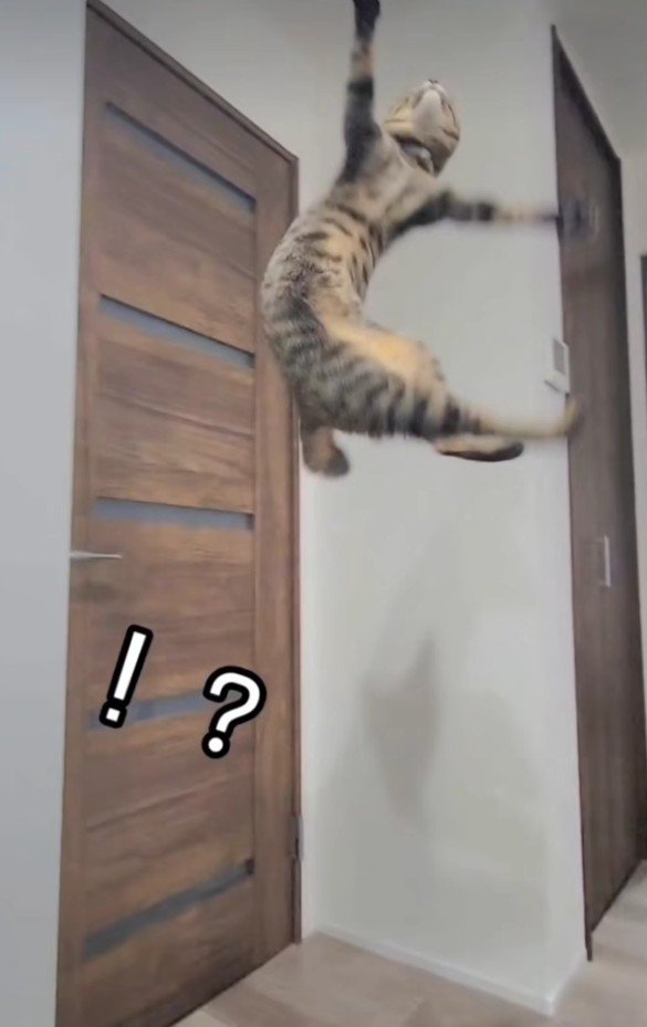 ジャンプしている猫