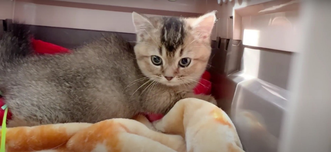 キャリーバッグの中の猫