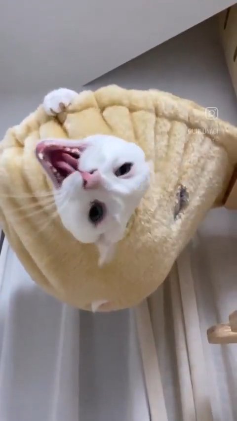 ハンモックの穴から顔を出す口を開けた猫