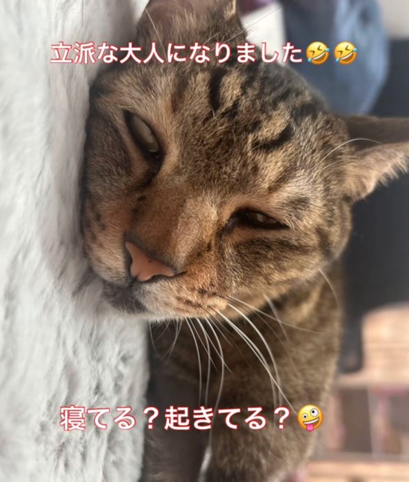 白目を剥いて眠る猫