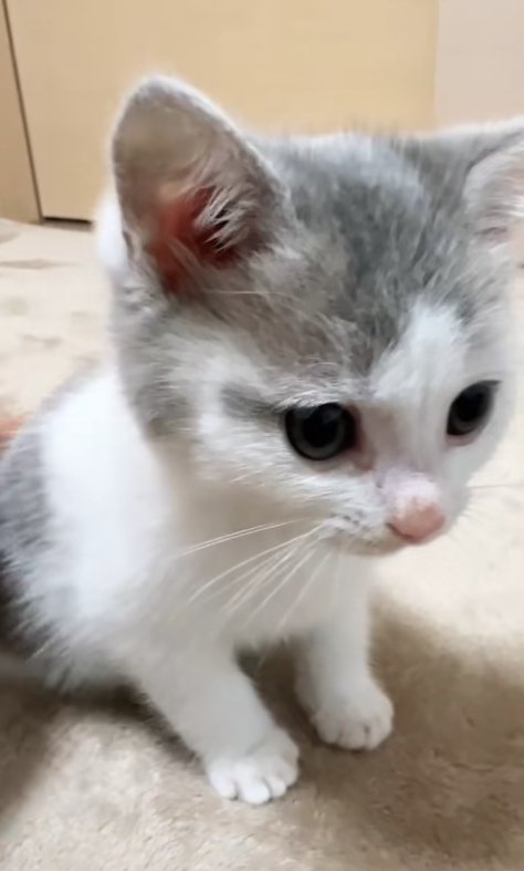 お座りしているハチワレ子猫のアップ