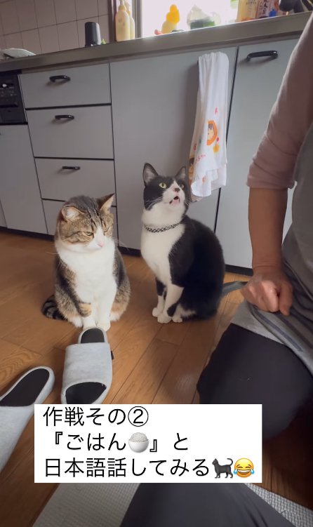 口を開けておばあちゃんを見つめる黒白ハチワレ