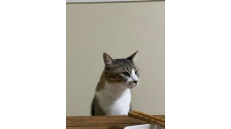 食卓にいた猫