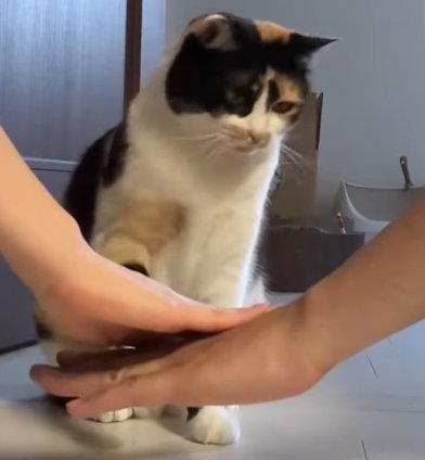 二人の手と右手を床から離す猫