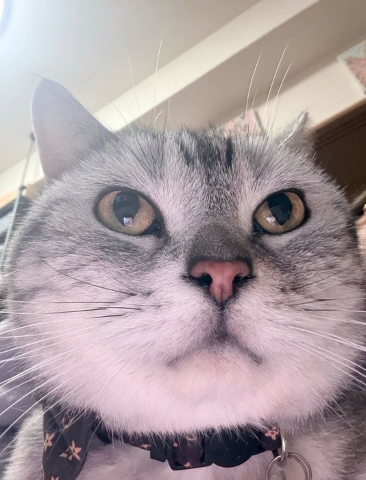 下から見た猫の顔4