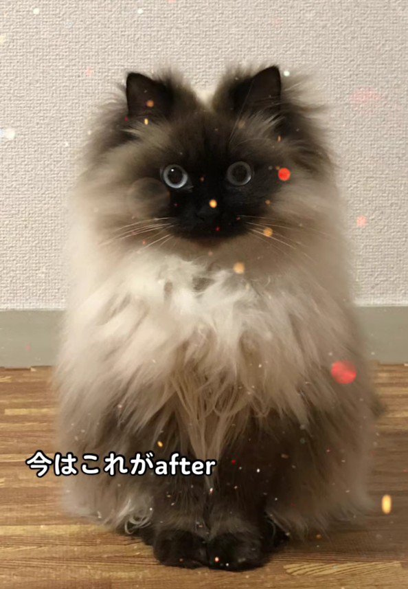 毛がふわふわの猫