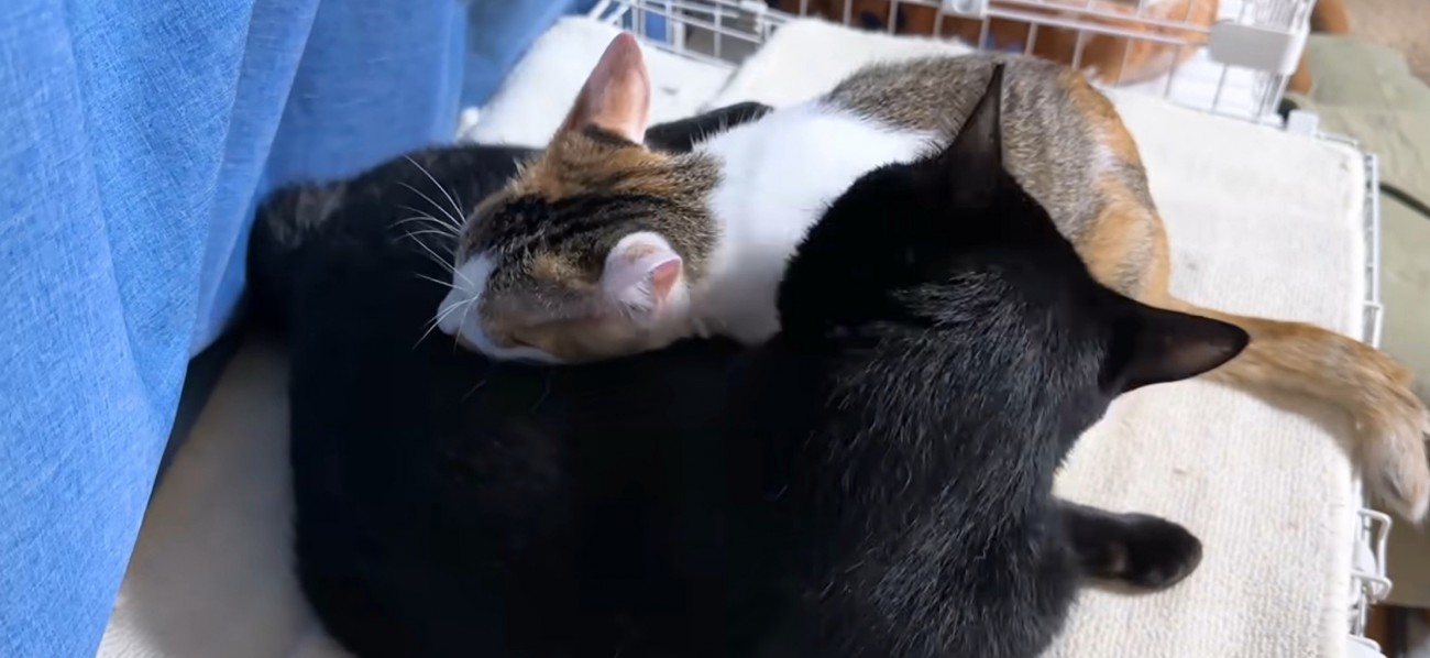 黒猫がもう1匹をグルーミング