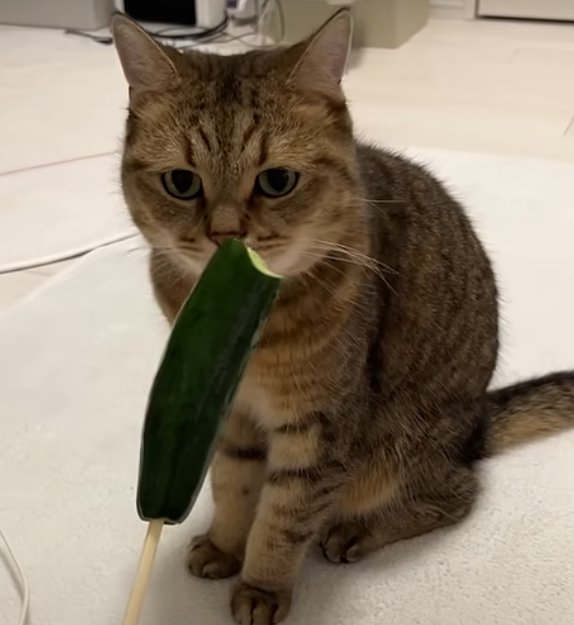 正面を見ながらきゅうりの匂いを嗅ぐ猫