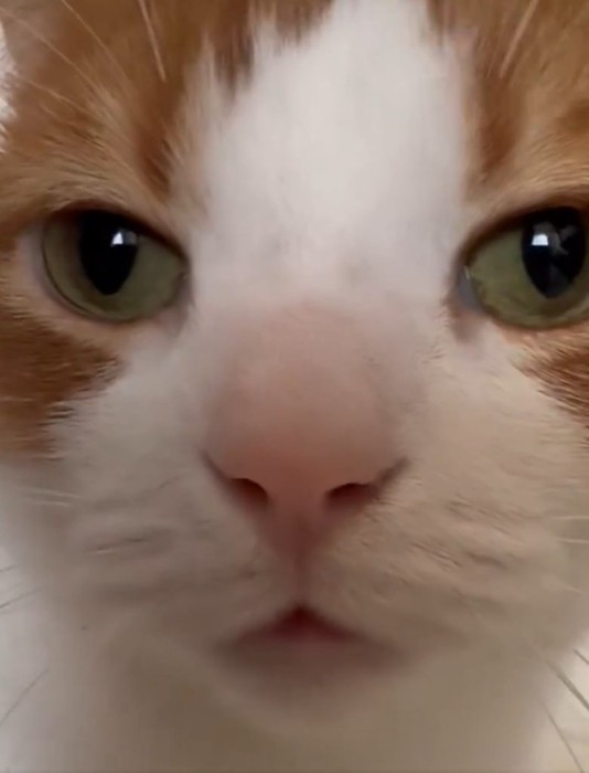 猫の顔
