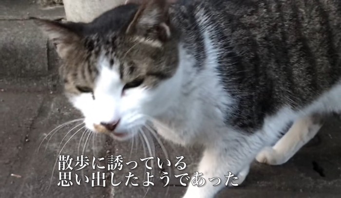 目を細める猫