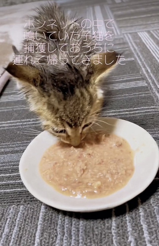 ウェットフードを食べる子猫