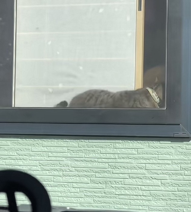 クラクションに驚いてこけるキジトラ猫