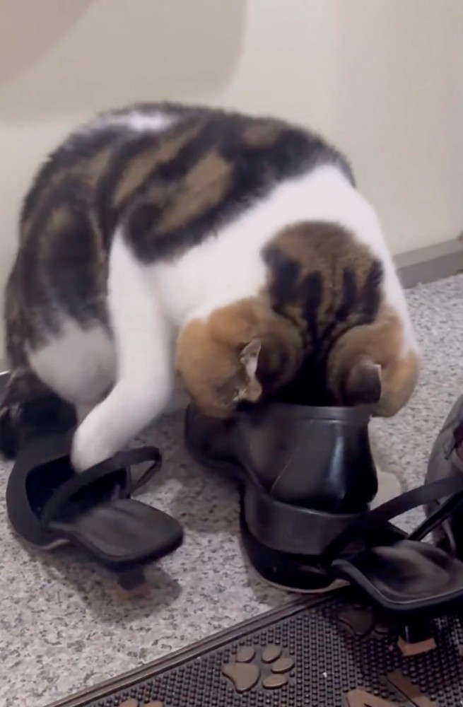 下半身が立ち上がる猫