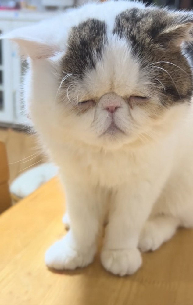 目を閉じる猫