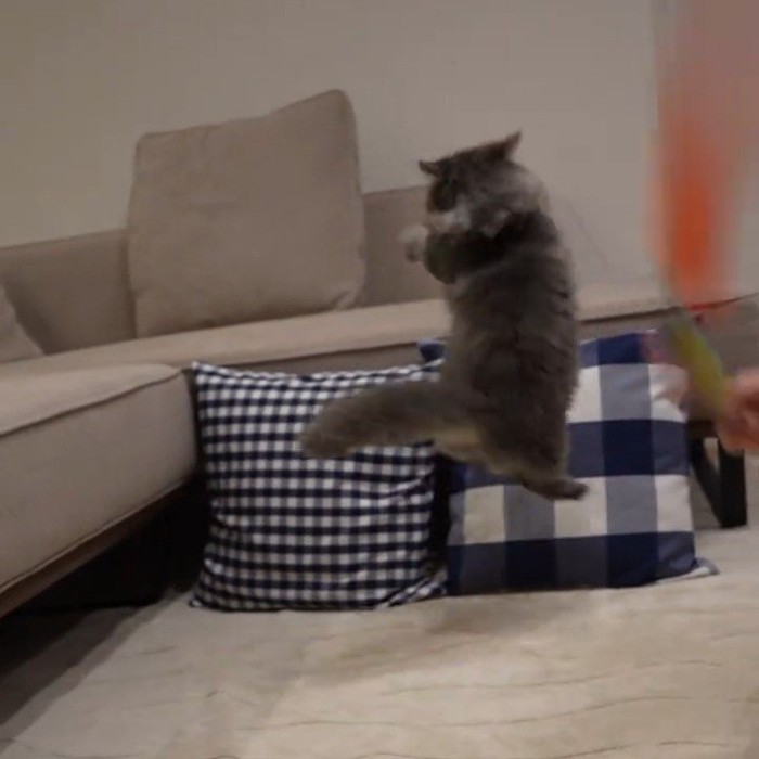 ジャンプする猫の後ろ姿