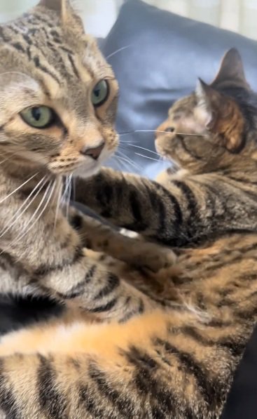 キジトラ猫のお腹をもみもみしながら飼い主を見るベンガル猫