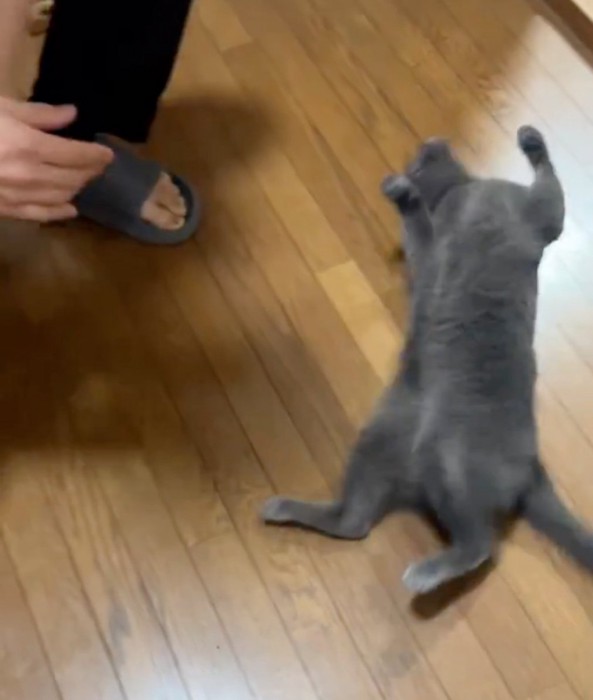 ゴロンと寝転がる猫