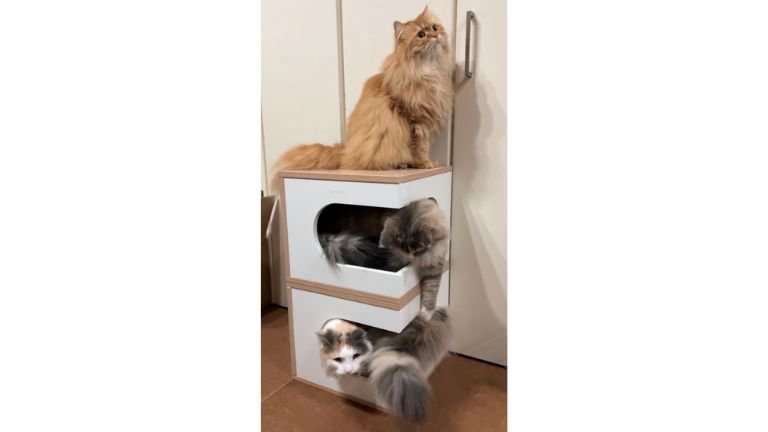 集まっている猫たち