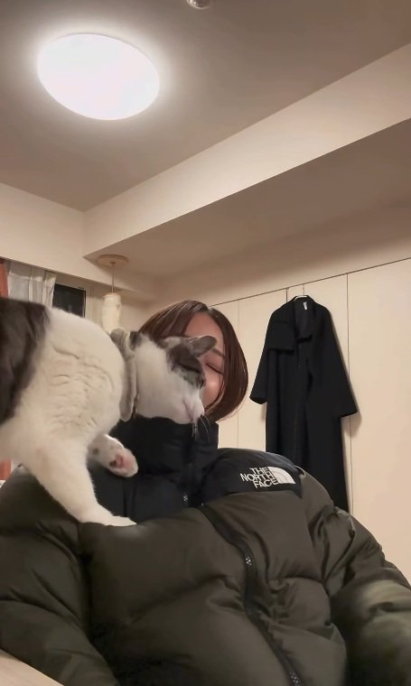 飼い主の顔にスリスリする鯖白猫