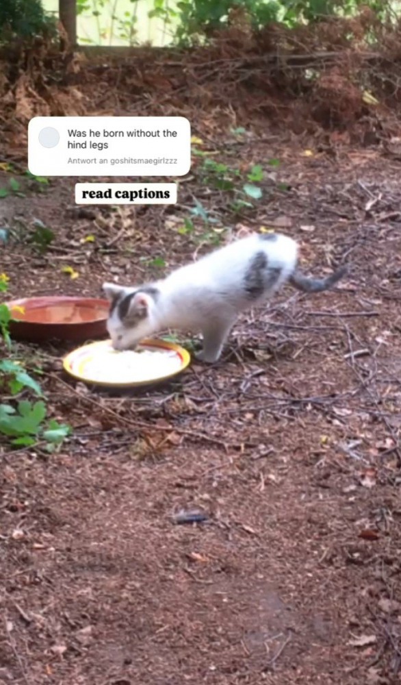 おしりを上げて餌を食べる猫