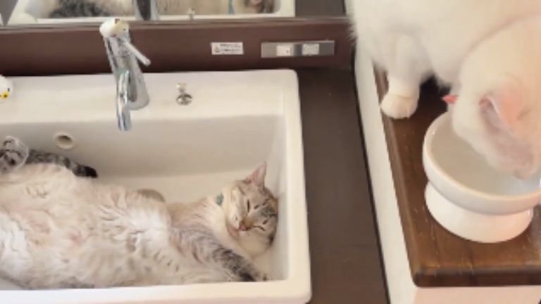 洗面台にいる猫たち