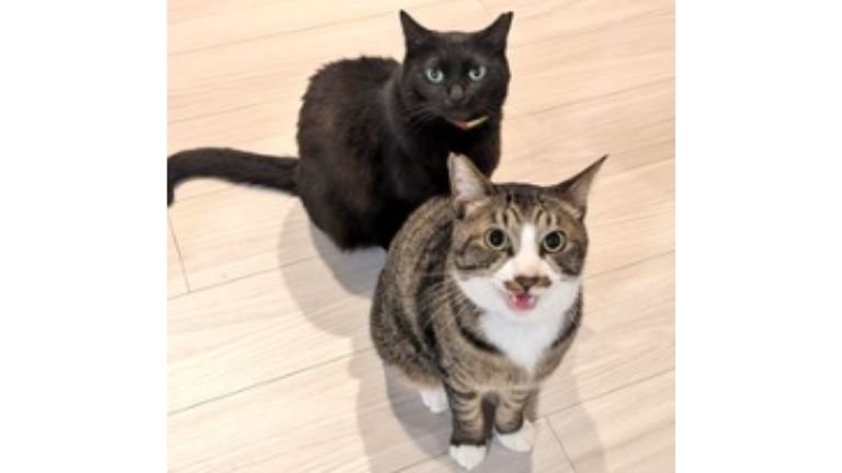黒猫とキジ白猫のツーショット写真