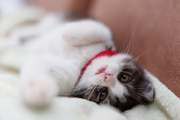 甘える子猫