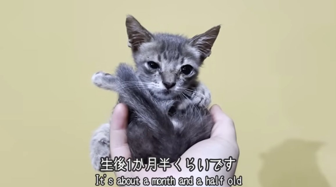 手で持たれている子猫
