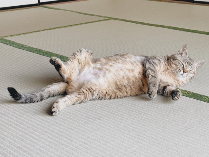 股を広げて畳で涼をとる猫