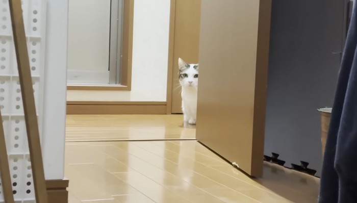 覗く豆大福くん