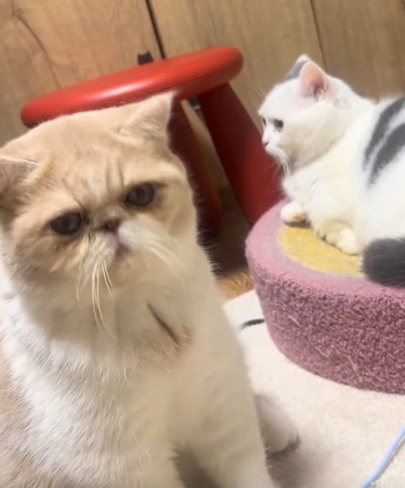 くつろぐ2匹の猫