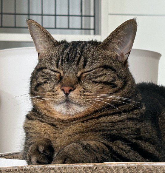 縮こまっている猫
