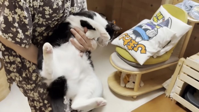 体をひねる猫ちゃん