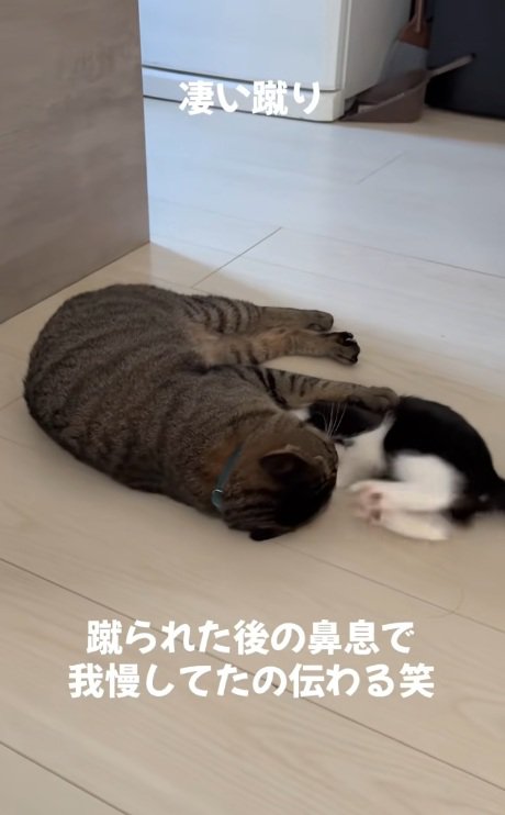 キジトラに連続でキックする子猫