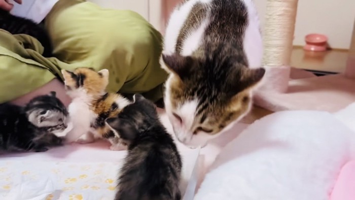 子猫の匂いを嗅ぐ保護猫