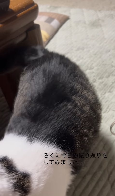 歩いていて頭が見切れている猫