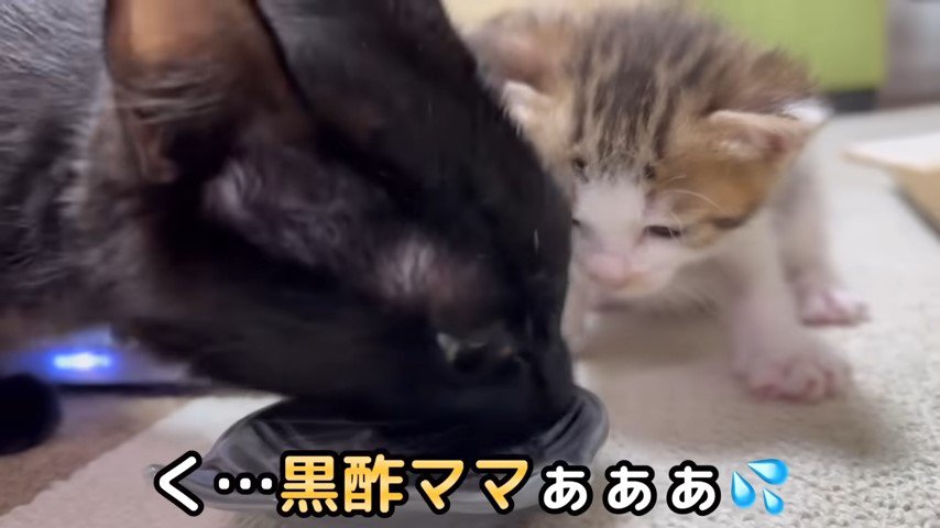 お皿の離乳食を食べる黒猫