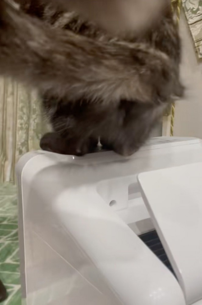 尻尾を揺らして座る位置を調整