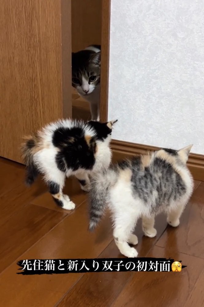 鳴く猫