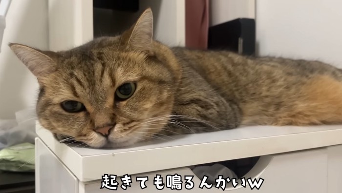 起きても鳴るんかい