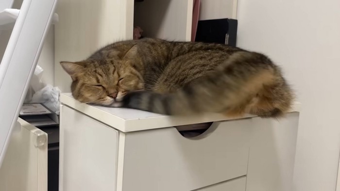 しっぽが顔に直撃